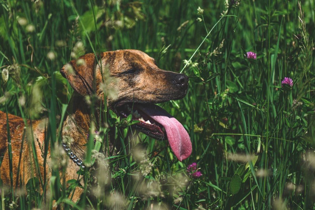 Happy rescue dog laying in grass